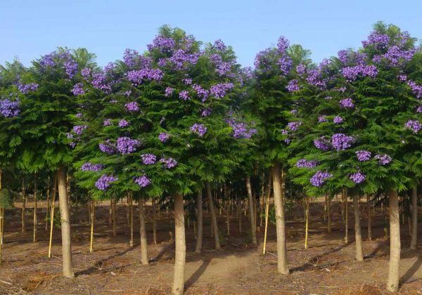 Jacaranda ‘Bonsai Blue’ supplied by Hochberg EO Plants